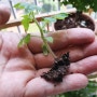 다이소 방울토마토 키우기 세트 씨앗 심기, 첫꽃 수정, 물주기