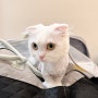 [수원고양이미용] 편안한 고양이 무마취미용 ‘캣블레스유’