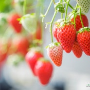 시즈오카 여행:: 지금은 딸기가 제철! 시즈오카의 맛있는 '딸기 디저트'