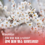 경북 벚꽃 축제까지? 경북 봄꽃 명소 알려드려요!