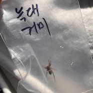 서울숲에 사는 곤충들