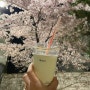 대구 벚꽃 명소 개화시기 야외 카페 아킨니 Akinyi 포토존