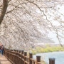 [2024 벚꽃여행 리스트] 전남 구례 300리 벚꽃축제 기본 정보 총정리