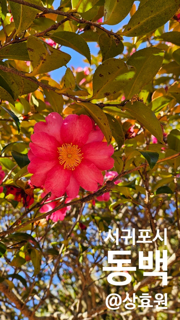 [제주] 서귀포시 수목원 #상효원, 제주시 하도리 식당 #수니테이블