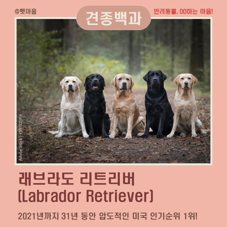 견종백과 | 래브라도 리트리버 Labrador Retriever : 네이버 블로그