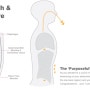 호흡과 코어 시스템 Breathing & Core system