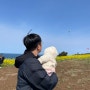 제주 함덕 서우봉 3월 유채꽃 9개월아기랑