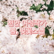 천안, 아산 봄 스냅, 벚꽃 스냅 벚꽃 명소와 개화시기