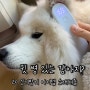 [ 빵구네 공구 ] 강아지 외이염, 귓병 관리에는 디어버즈 귀 제습기