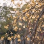 대구 매화 명소 국채보상운동기념공원(목련 산수유 동백꽃)
