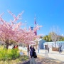 3월중순에 다녀 온 도쿄 벚꽃 명소 3곳 실시간 상황