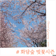화담숲 벚꽃 예약, 2024 벚꽃 만개시기, 모노레일 구간 추천