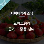 [스마트팜 TV] 스마트팜에 딸기 모종을 심다