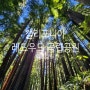 미국 캘리포니아 레드우드 국립공원 여행 트레킹 코스 추천 Redwood National park