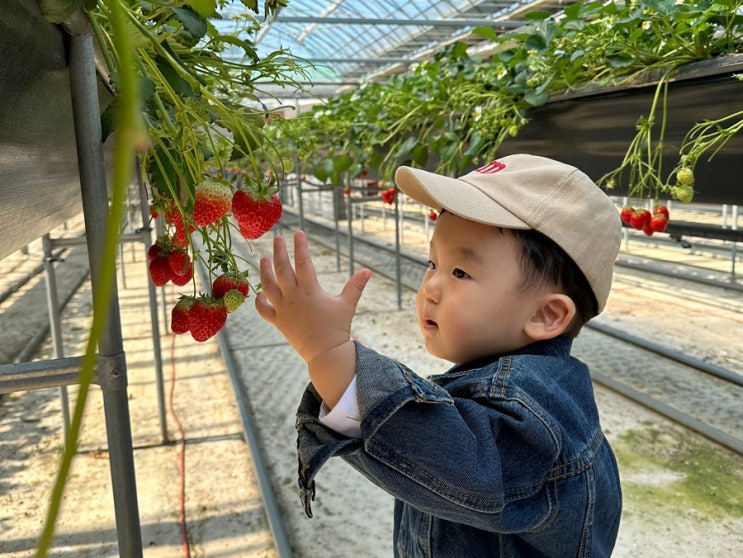 고령딸기체험 다산딸기조합농원 아이와 주말에 가볼만한곳