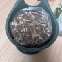 [해봄] 다이소 바질 키우기 - 초초초보 식집사를 위한 완벽한 키트 사용기
