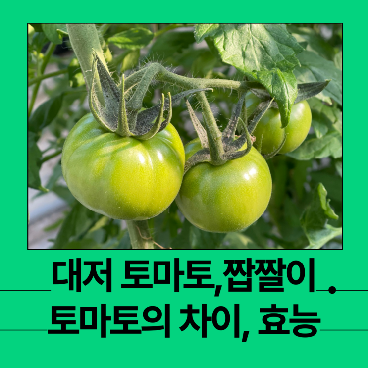 대저 토마토와 짭짤이 토마토의 차이 뜻, 효능 : 네이버 블로그