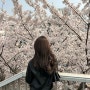 2024 벚꽃 개화시기 및 서울 숨은 동네 벚꽃 명소(ft. 신대방역)
