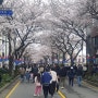 2024년 제주 전농로 장전리 벚꽃축제 전국의 봄을 알린다 (ft. 벚꽃 개화시기)