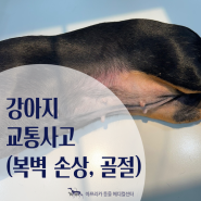 "강아지가 차에 깔렸어요" 강아지 교통사고 치료 일지 [강아지 CT / 강아지 초음파 / 강서구 동물병원]