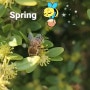 Spring 봄소식