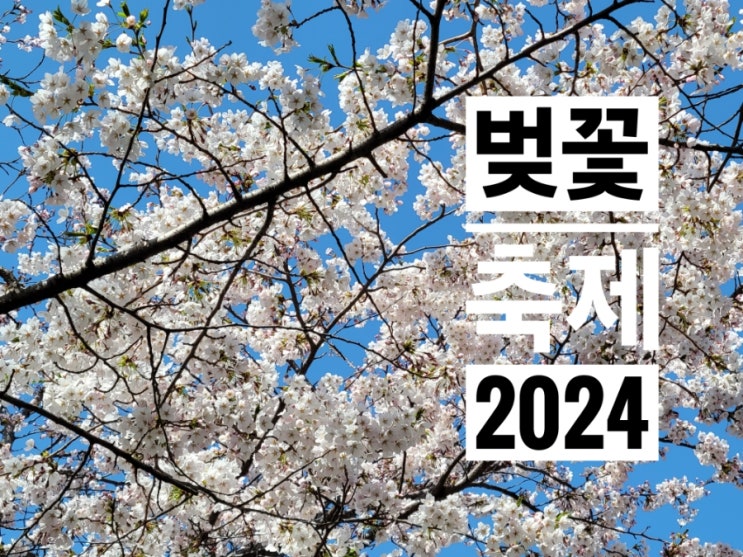 봄꽃 2024 벚꽃 축제 일정 명소 추천 금오천 구례 정읍...