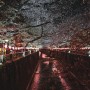 [도쿄] 망해버린 벚꽃 도쿄. - 나카메구로의 낮밤 D+2