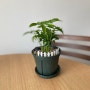 [즐거운 우리집] 새로온 입주식물 : 홍콩야자(f.오늘의 가든)