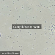 Campylobacter rectus