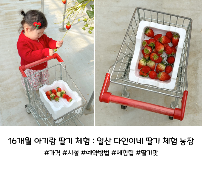 서울 근교 아기랑 체험 추천 일산 다인이네 딸기 체험 농장