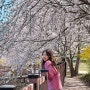 [여수 벚꽃 명소] 여수 승월마을 3월말 벚꽃 만개 시점 방문