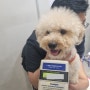 일본 후쿠오카 공항으로 강아지 고양이 데려가는 방법 : 일본으로 가는 푸들 테디 동물검역 일본여행 이민 절차 비용