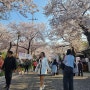 진해군항제 벚꽃 가득한 축제 위치 로망스다리 , 경화역 , 진해루 정보