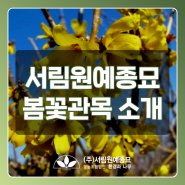 봄에 개화하는 봄꽃관목(만리화, 진달래 등) 소개 [과천식물판매 서림원예종묘]