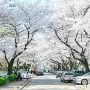 서울 숨은 벚꽃 명소