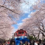 2024 창원 진해 군항제 축제 일정, 벚꽃 명소 추천 꿀팁 (주차, 셔틀버스)