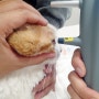 수원 오목천동 동물병원 고양이 눈 염증 진료 후기