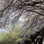 구례 300리 벚꽃축제와 구례가볼만한곳 섬진강 수달생태공원 미디어 파사드