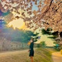 서울경기도벚꽃명소 수원 행궁동 벚꽃 나만의 포토존 위치 사진 TIP