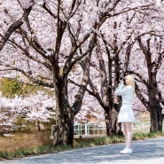 2024년 서울근교 벚꽃여행, 양평 벚꽃드라이브! 양평 벚꽃명소의 벚꽃개화시기는?