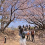🇯🇵 2024 후쿠오카성 벚꽃축제 : 작년 후기, 준비물, 꿀팁, 옷차림, 개화시기, 원숭이쇼, 돗자리