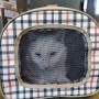 [동물병원]진해동물의료센터 고양이진료후기