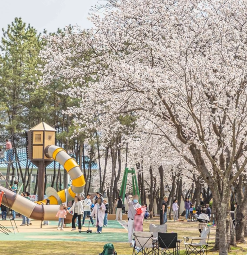 구례 300리 벚꽃축제 기본정보... 벚꽃 명소 섬진강 벚꽃길...