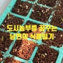 + 식물 일기 - 베란다 텃밭 만들기 (고수, 대파)
