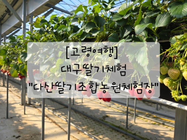 [고령여행] 대구딸기체험_다산딸기조합농원체험장