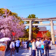 오사카 여행 교토 벚꽃 축제 야사카신사 마츠리 탐방 일본벚꽃