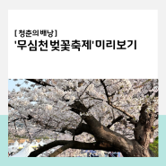 청주의 벚꽃 명소, '무심천 벚꽃축제' 미리 보기.