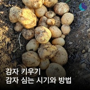 감자 심는 방법과 감자 심는 시기 알아보기