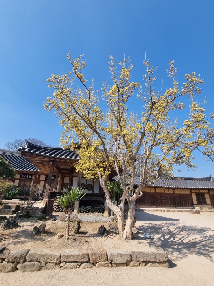 경주여행] 교촌한옥마을 한바퀴♡ (최부자댁 & 교동법주)