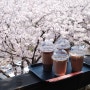 창원북면 벚꽃스팟 벚꽃명소 커피가 있는 아침